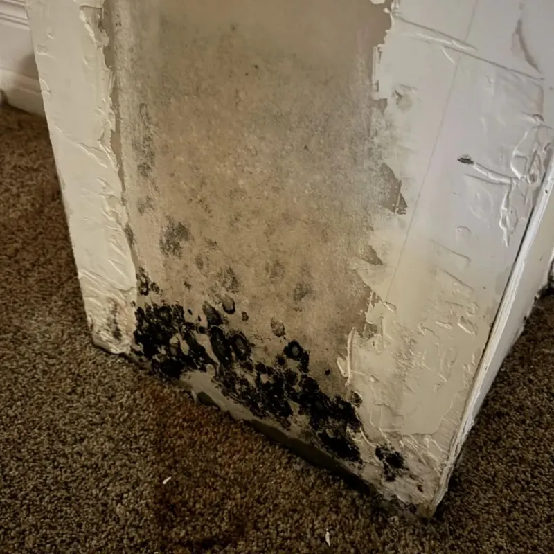 Professional Mold Removal in Wellston, OH